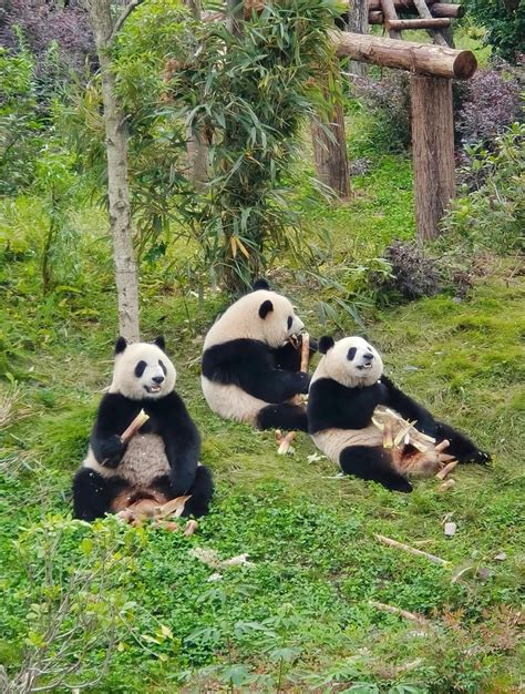 Il panda gigante nel suo habitat naturale nel Sichuan