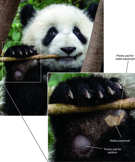 Dettaglio anatomico del falso pollice del panda