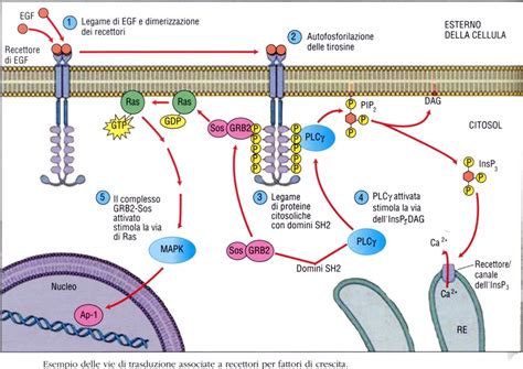 Schema che illustra l'azione sinergica dei fattori di crescita