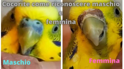 confronto visivo tra una cresta di un pulcino maschio e quella di una femmina