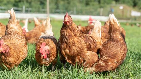 Galline in allevamento