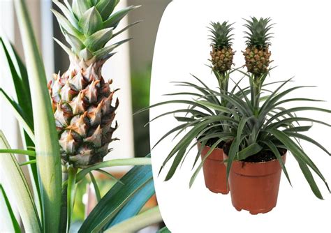Pianta di ananas in vaso sul balcone