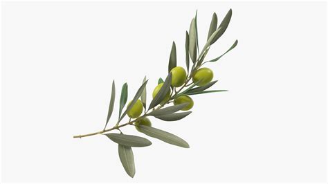 Ramo di ulivo carico di olive verdi mature pronte per il raccolto