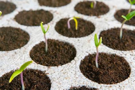 Bicchieri di plastica trasformati in piccole serre per la germinazione dei semi