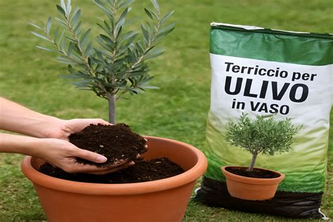 Piantina di olivo trapiantata in un vaso di terracotta con terriccio ben drenato