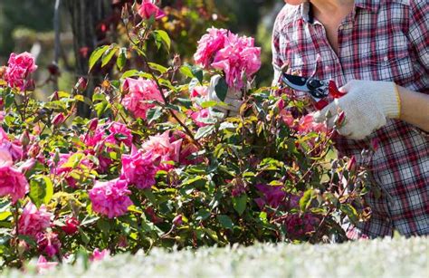 Tipi di riproduzione delle rose