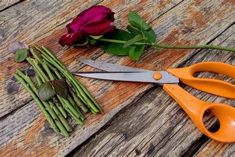 Preparazione di una talea di rosa