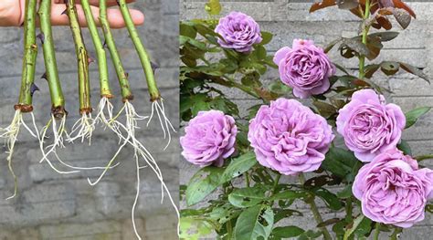 Talea di rosa con bottiglia di plastica