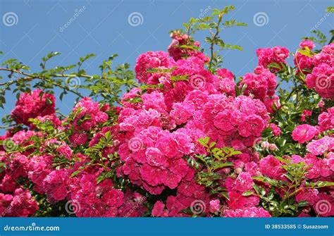 Rosa in piena fioritura