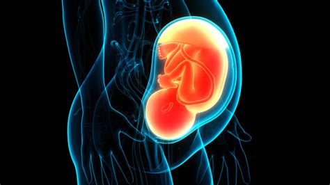 Utero che comprime lo stomaco in gravidanza