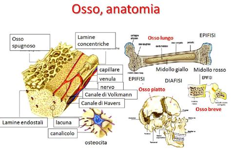 Rappresentazione anatomica della conformazione pelvica umana a confronto con quella di altri primati