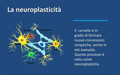 Schema che illustra la neuroplasticità infantile e l'importanza delle cure parentali