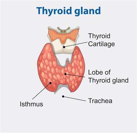 schema anatomico della ghiandola tiroidea e sua posizione nel collo umano