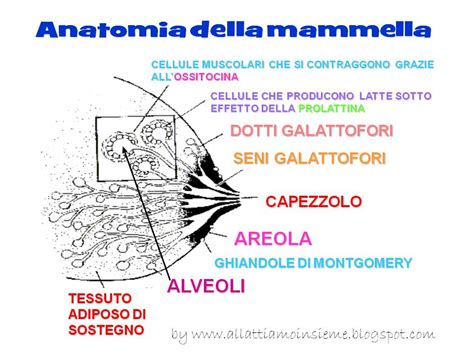 Schema delle modifiche strutturali della ghiandola mammaria durante l'allattamento e la lattazione