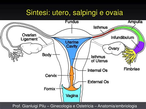 Struttura anatomica dell'apparato genitale femminile