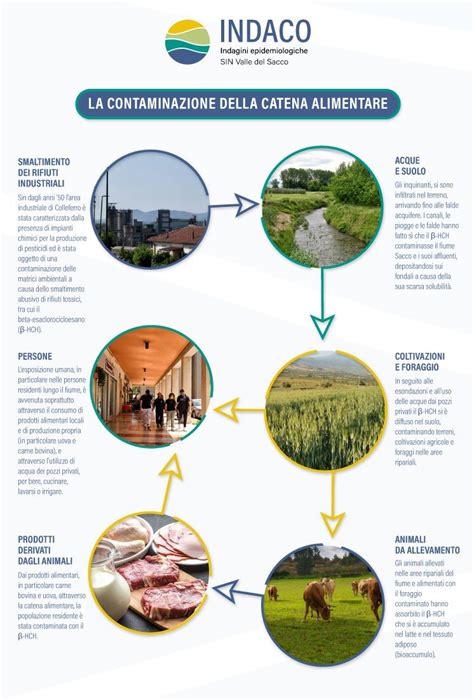 Rappresentazione grafica delle principali vie di contaminazione alimentare
