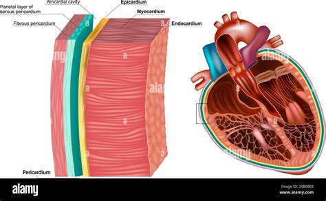 Diagramma che illustra il miocardio e il suo funzionamento