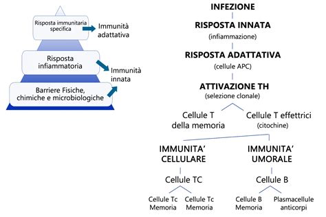 Grafico comparativo della risposta immunitaria con vaccinazione omologa ed eterologa