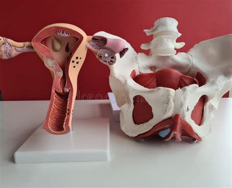 rappresentazione anatomica dell'utero e delle aree pelviche coinvolte nei crampi mestruali