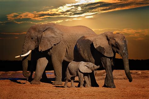 Elefante africano in un ambiente naturale