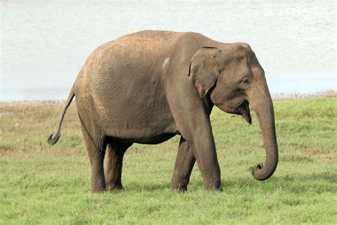 Elefante asiatico