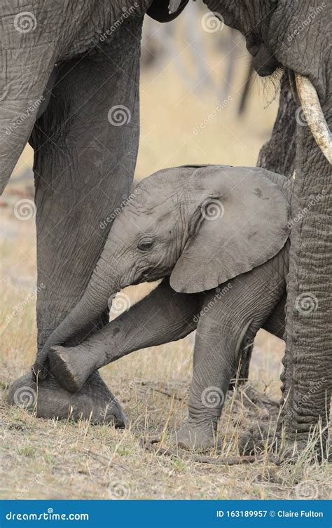 Cucciolo di elefante con la madre