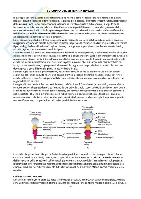 rappresentazione stilizzata del sistema nervoso e dello sviluppo fetale