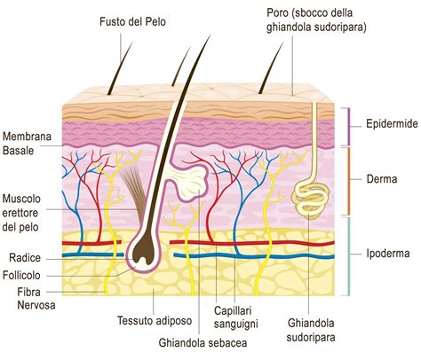 diagramma che illustra i vari strati cutanei e l'effetto dei trattamenti estetici