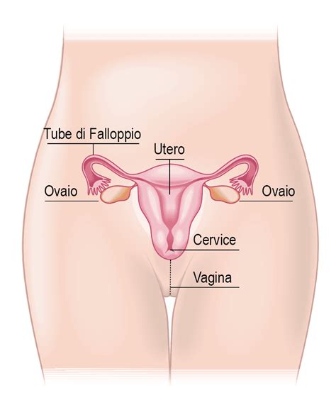 Schema anatomico dell'apparato genitale femminile