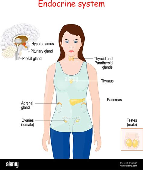 rappresentazione schematica del sistema endocrino femminile