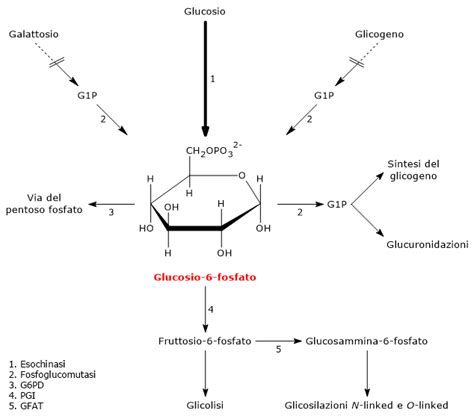 Schema del processo metabolico del glucosio