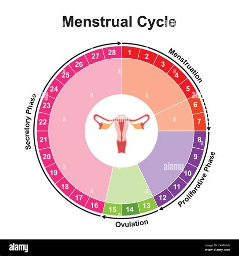 illustrazione del ciclo mestruale e finestra fertile