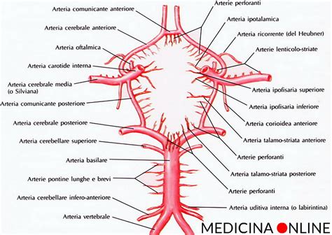 Schema del circolo di Willis con evidenziata l'origine fetale dell'ACP