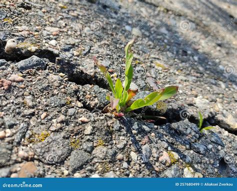 rappresentazione concettuale di rinascita e speranza, come un germoglio che spunta dal terreno