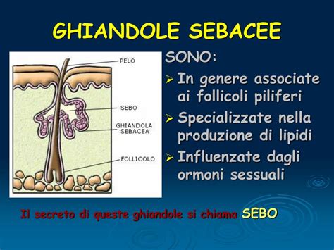 illustrazione schematica delle ghiandole sebacee nel neonato