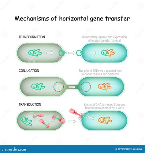 Illustrazione del trasferimento di anticorpi madre-bambino