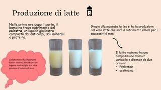 illustrazione scientifica che mostra il legame tra sangue materno e produzione di latte