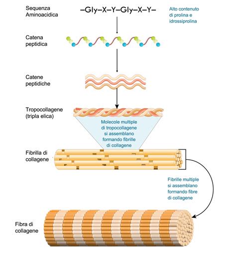 rappresentazione anatomica della pelle e delle fibre di collagene