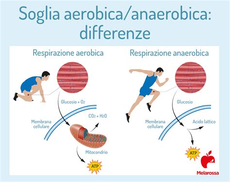 Schema illustrativo che mostra la differenza tra attività aerobica moderata e attività anaerobica intensa in relazione al benessere della mamma