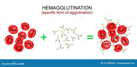 rappresentazione schematica dei globuli rossi e del meccanismo di agglutinazione immunitaria
