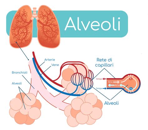 rappresentazione stilizzata dello sviluppo polmonare fetale e degli alveoli