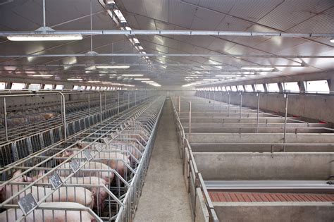 Curva di alimentazione multifase per scrofe in gestazione