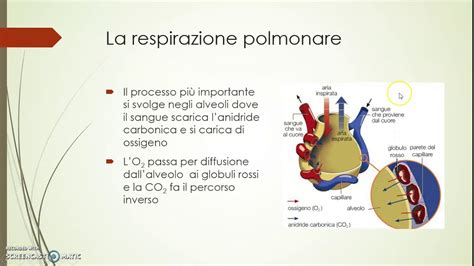 Diagramma che illustra la correlazione tra l'evento della nascita (respirazione polmonare) e l'acquisizione della capacità giuridica, con una nota sulla non necessità della vitalità.
