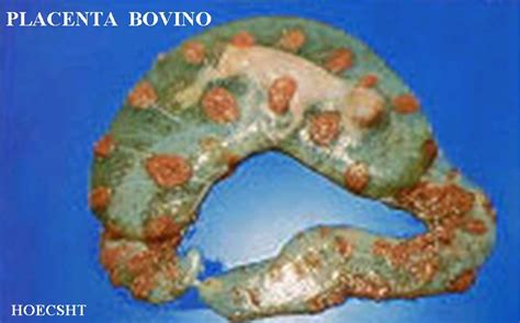 Diagramma del placentoma bovino