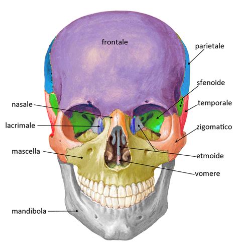 rappresentazione anatomica della robustezza del cranio infantile