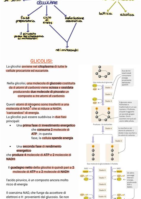 rappresentazione schematica del metabolismo del glucosio durante la gravidanza