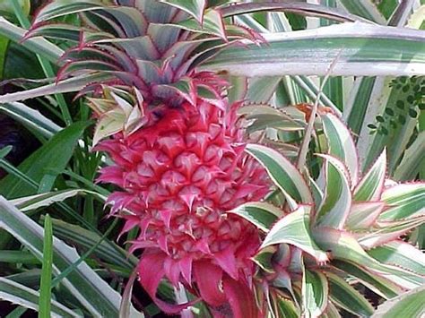 Pianta di ananas e frutto