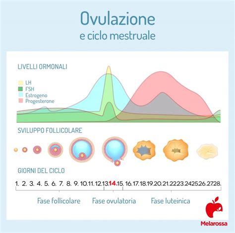 rappresentazione schematica del ciclo mestruale e rilascio dell'ovocita