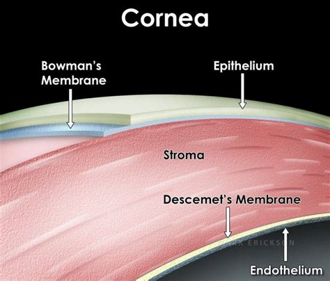 Eye anatomy and corneal layers