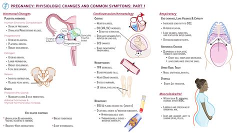 Hormonal changes in pregnancy